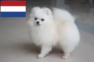 Read more about the article Spitz crescători și căței în Olanda