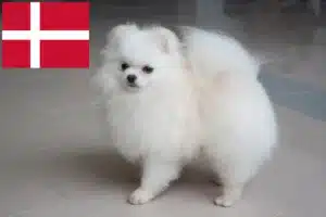 Read more about the article Spitz crescători și căței în Danemarca