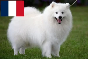 Read more about the article Crescători de Spitz și căței pe Réunion