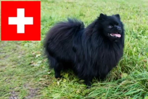 Read more about the article Spitz crescători și căței în Elveția