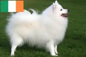 Read more about the article Spitz crescători și căței în Irlanda