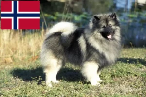 Read more about the article Spitz crescători și căței în Norvegia