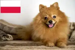 Read more about the article Spitz crescători și căței în Polonia