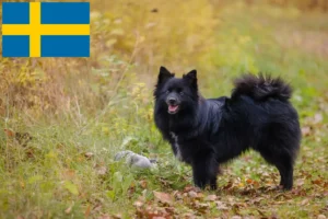 Read more about the article Spitz crescători și căței în Suedia