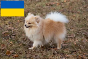 Read more about the article Spitz crescători și căței în Ucraina