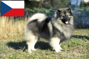 Read more about the article Crescători de Spitz și căței în Republica Cehă