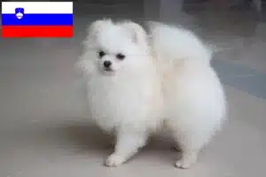 Read more about the article Spitz crescători și căței în Slovenia
