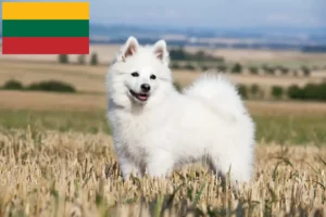 Read more about the article Spitz crescători și căței în Lituania