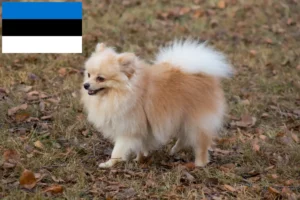 Read more about the article Spitz crescători și căței în Estonia
