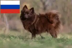 Read more about the article Spitz crescători și căței în Rusia