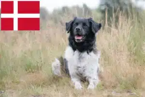 Read more about the article Stabij crescători și căței în Danemarca