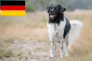 Read more about the article Stabij crescători și căței în Germania
