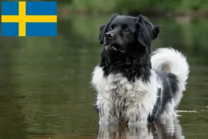 Read more about the article Stabij crescători și căței în Suedia