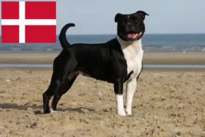 Read more about the article Staffordshire Bull Terrier crescători și căței în Danemarca