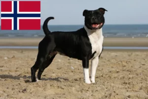 Read more about the article Staffordshire Bull Terrier crescători și căței în Norvegia