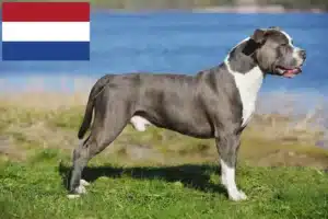 Read more about the article Staffordshire Bull Terrier crescători și căței în Olanda