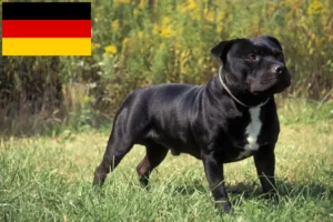 Read more about the article Staffordshire Bull Terrier crescători și căței în Germania