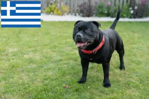 Read more about the article Staffordshire Bull Terrier crescători și căței în Grecia