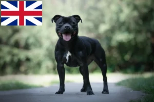 Read more about the article Staffordshire Bull Terrier crescători și căței în Marea Britanie