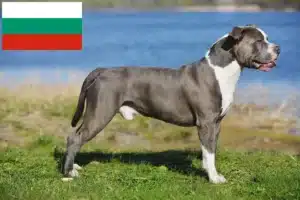 Read more about the article Staffordshire Bull Terrier crescători și căței în Bulgaria