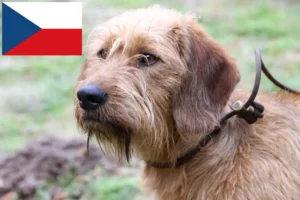 Read more about the article Styrian Wirehaired Dachshund crescători și căței în Republica Cehă