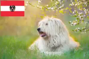 Read more about the article Ruse de Sud Ovtcharka crescători și căței în Austria