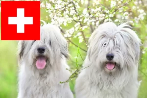 Read more about the article Ruse de Sud Ovtcharka crescători și căței în Elveția
