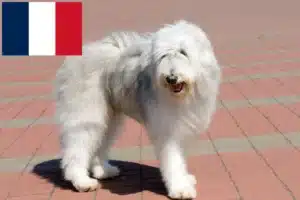 Read more about the article Ruse de Sud Ovtcharka crescător și căței în Franța