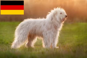 Read more about the article Ruse de Sud Ovtcharka crescători și căței în Germania