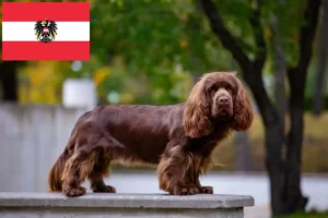 Read more about the article Sussex-Spaniel crescători și căței în Austria