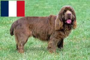 Read more about the article Sussex Spaniel crescători și căței în Franța