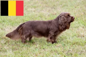 Read more about the article Sussex Spaniel crescători și căței în Belgia