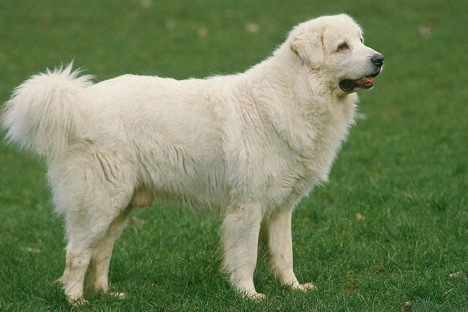 Tatra Sheepdog căței și crescători Găsiți crescători de câini ciobănești Tatra aproape de dvs.