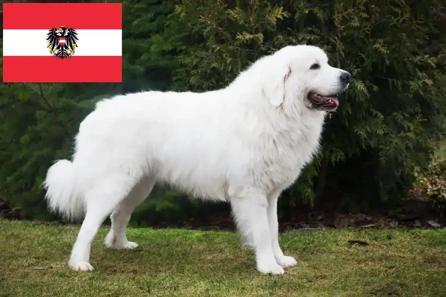 Tatra Ciobănesc căței și crescători Austria Aici puteți găsi crescători de câini ciobănești Tatra din Austria.