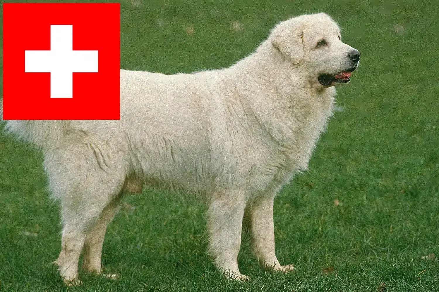 Tatra Sheepdog căței și crescători Elveția Aici puteți găsi crescători de câini ciobănești Tatra în Elveția.