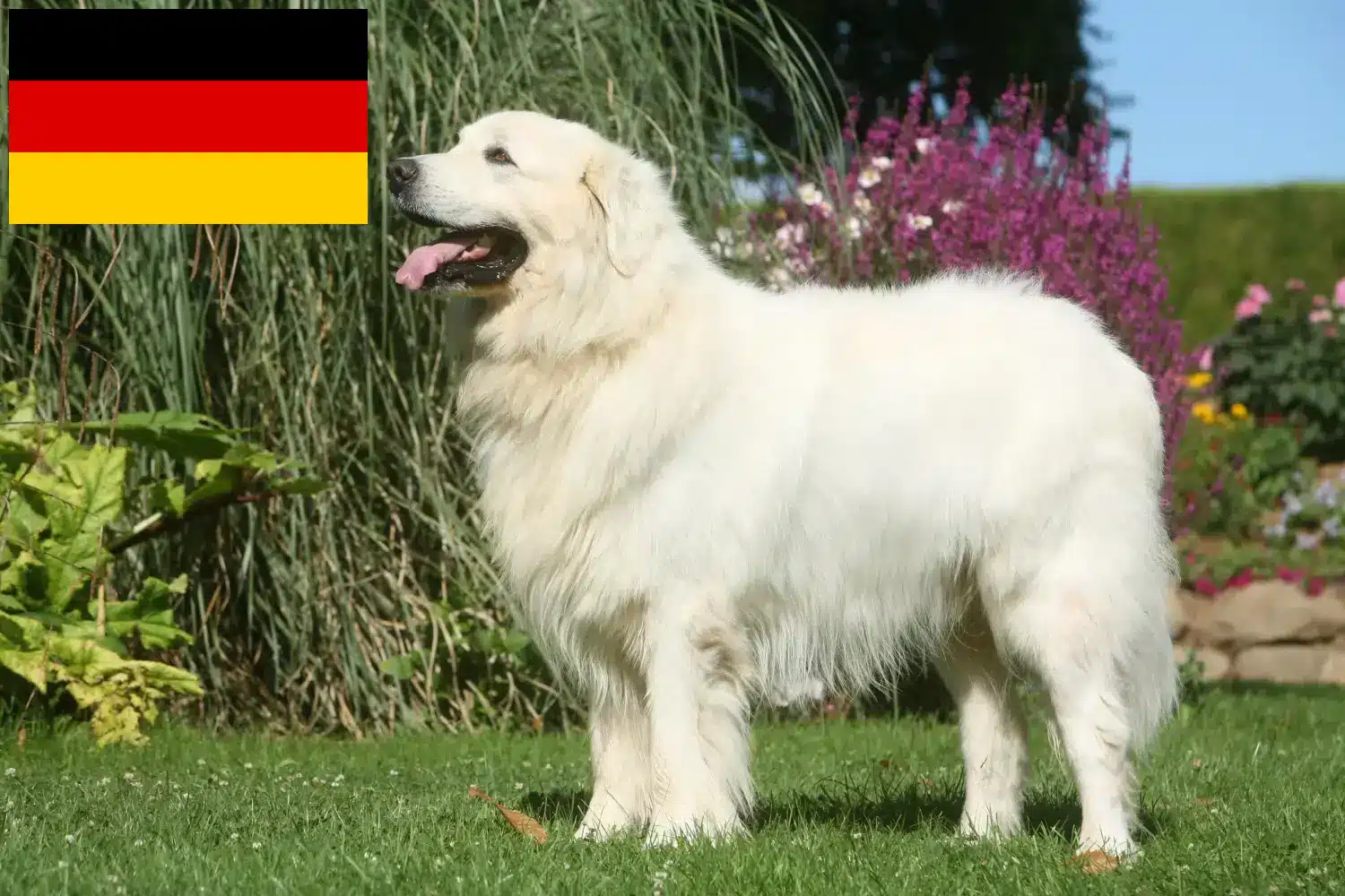 Read more about the article Tatra Sheepdog crescători și căței în Germania