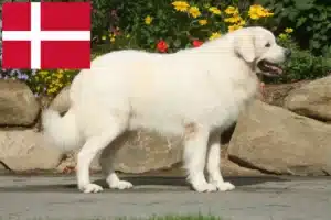 Read more about the article Tatra Sheepdog crescători și căței în Danemarca