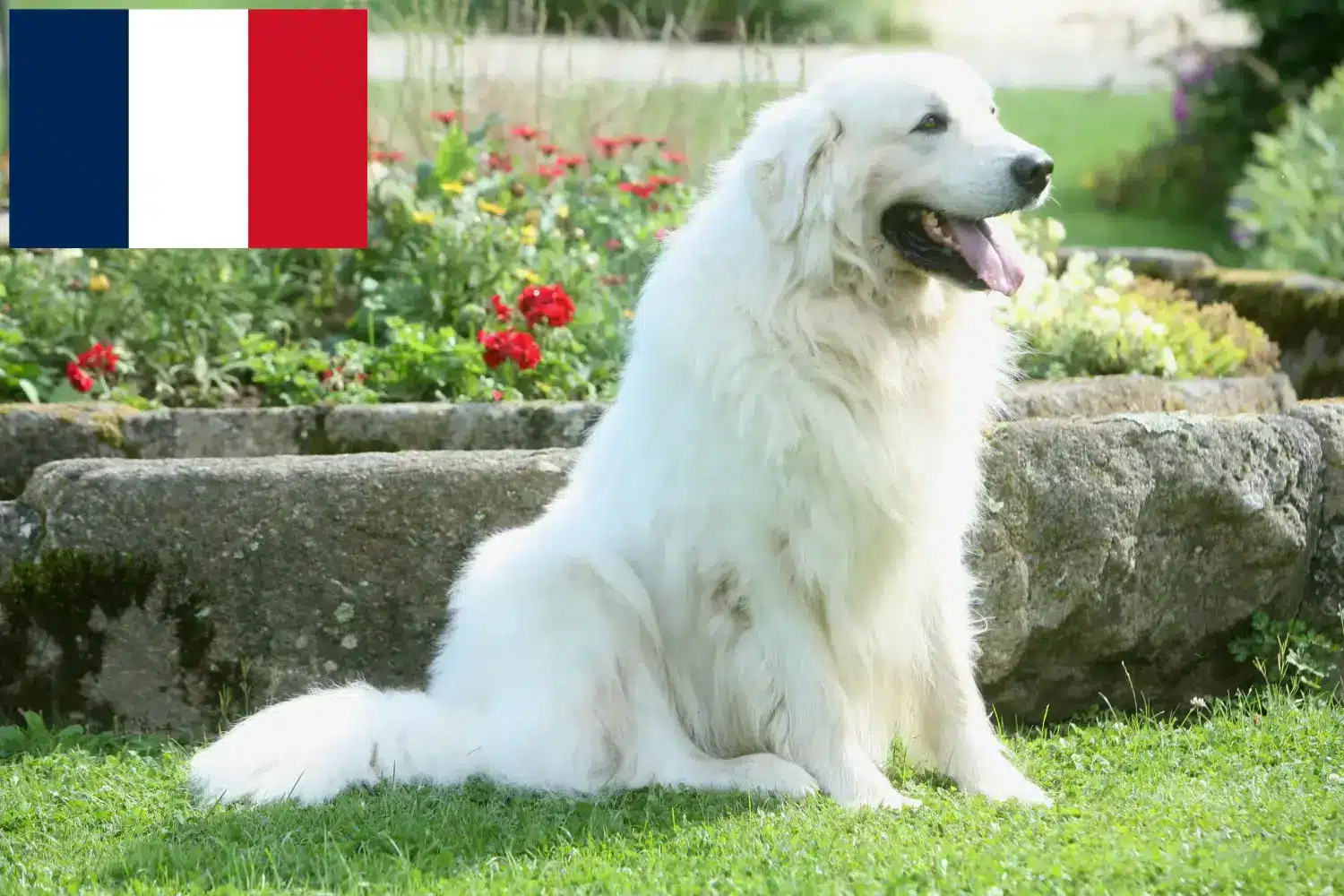 Read more about the article Tatra Sheepdog crescători și căței în Franța