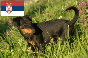 Read more about the article German Hunting Terrier crescători și căței în Serbia