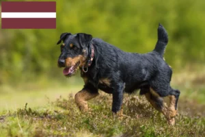 Read more about the article German Hunting Terrier Breeder și căței în Letonia