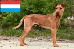 Read more about the article Irish Terrier crescători și căței în Luxemburg