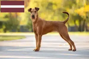 Read more about the article Crescători de Terrier irlandez și căței în Letonia