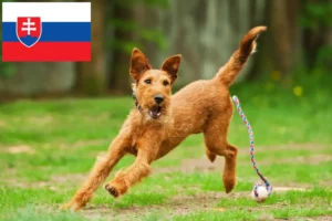 Read more about the article Irish Terrier crescători și căței în Slovacia