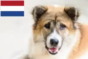 Read more about the article Thai Bangkaew Thai Bangkaew crescători de câini și căței în Olanda