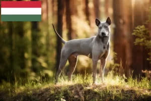 Read more about the article Thai Ridgeback crescători și căței în Ungaria