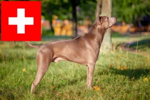 Read more about the article Thai Ridgeback crescători și căței în Elveția