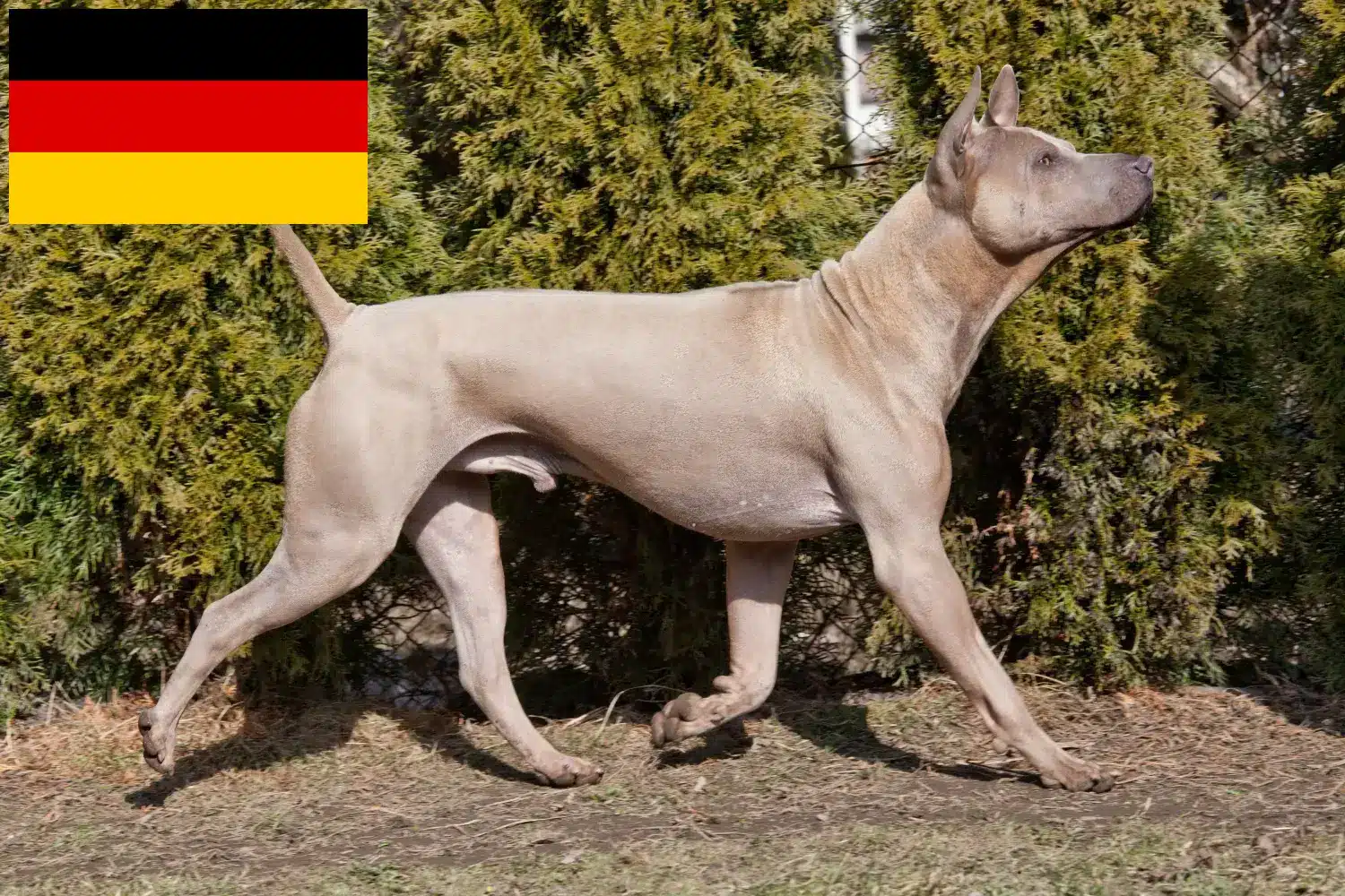Read more about the article Thai Ridgeback crescători și căței în Germania