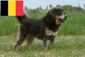 Read more about the article Tibetan Dog Breeder și căței în Belgia