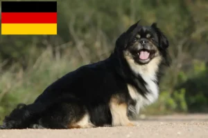 Read more about the article Tibetan Spaniel crescători și căței în Germania