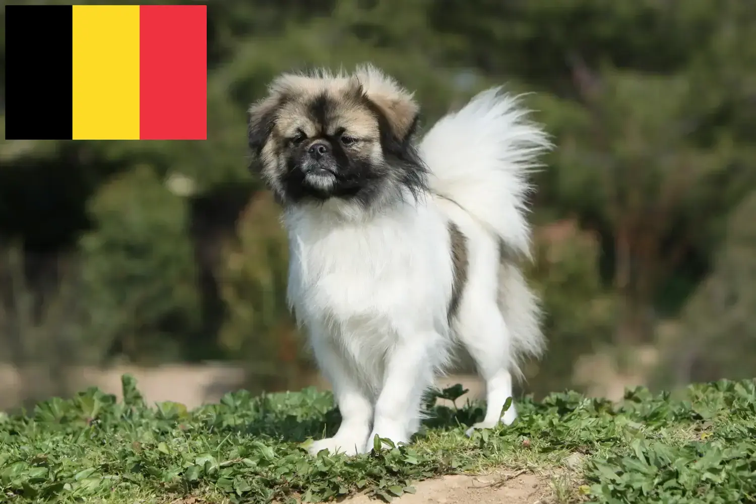 Tibetan Spaniel căței și crescători Belgia Găsiți crescători de Spaniel Tibetan în Belgia.